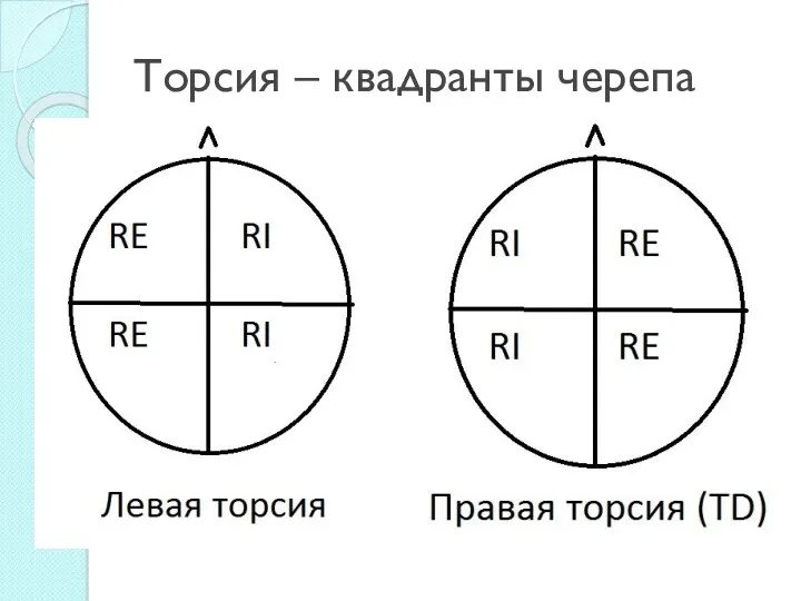 Торсия – квадранты черепа Фаза вдоха