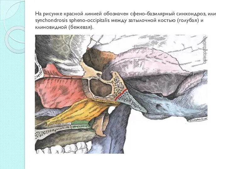 На рисунке красной линией обозначен сфено-базилярный синхондроз, или synchondrosis spheno-occipitalis между затылочной костью