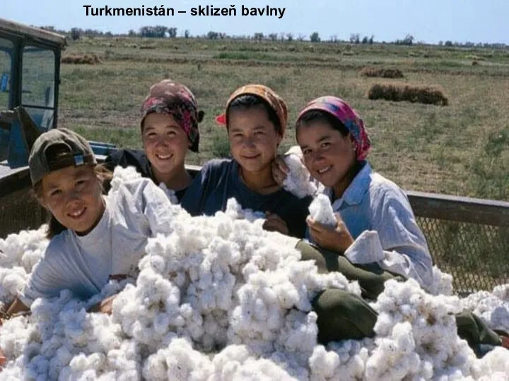 Turkmenistán – sklizeň bavlny