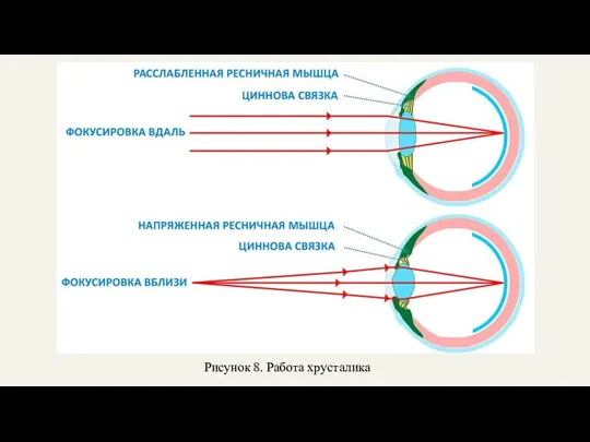 Рисунок 8. Работа хрусталика