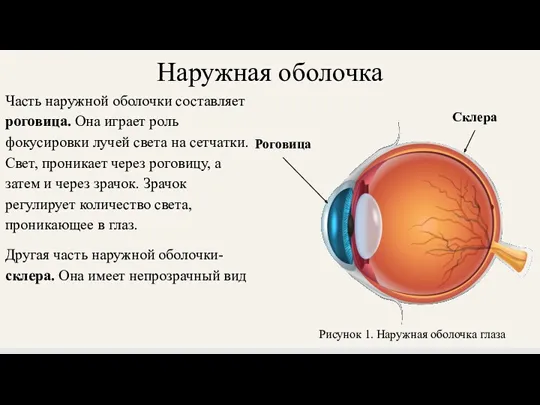 Наружная оболочка Часть наружной оболочки составляет роговица. Она играет роль