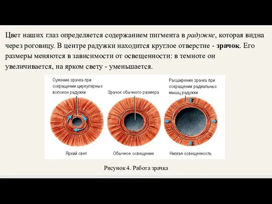 Цвет наших глаз определяется содержанием пигмента в радужке, которая видна