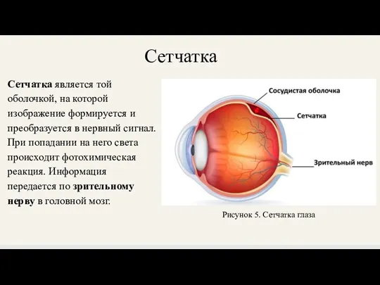 Сетчатка Сетчатка является той оболочкой, на которой изображение формируется и