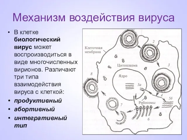 Механизм воздействия вируса В клетке биологический вирус может воспроизводиться в виде многочисленных вирионов.