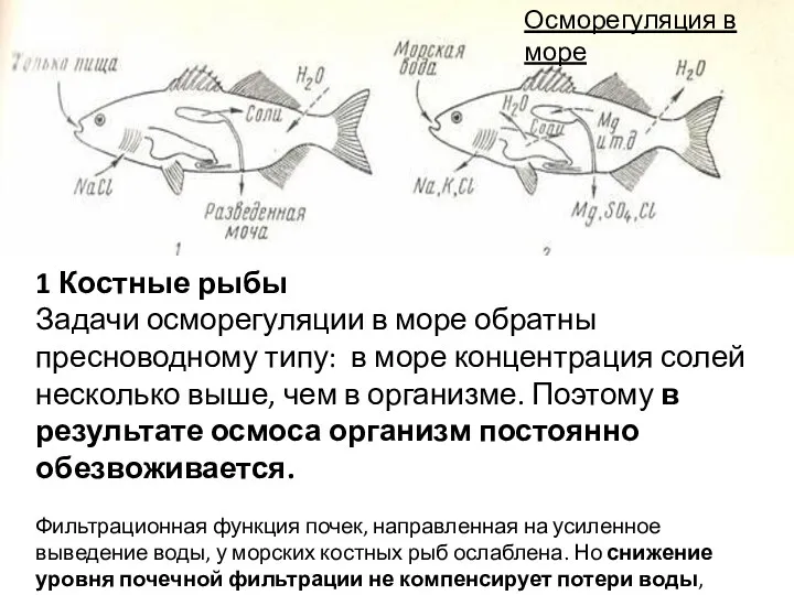 1 Костные рыбы Задачи осморегуляции в море обратны пресноводному типу: