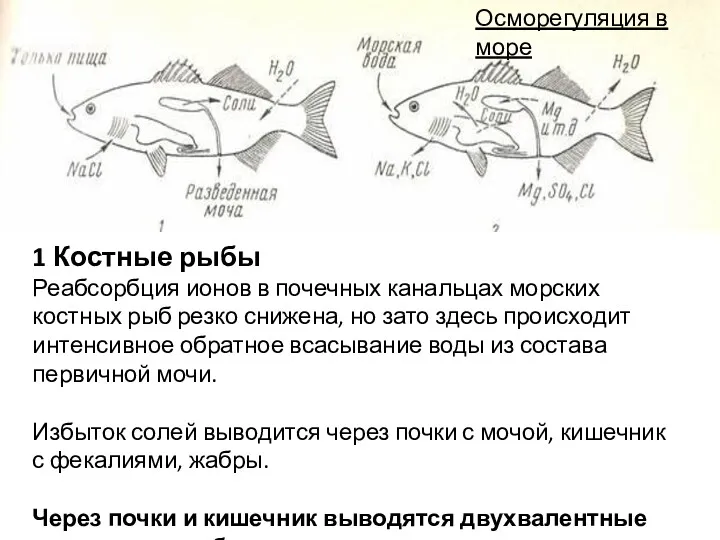 1 Костные рыбы Реабсорбция ионов в почечных канальцах морских костных