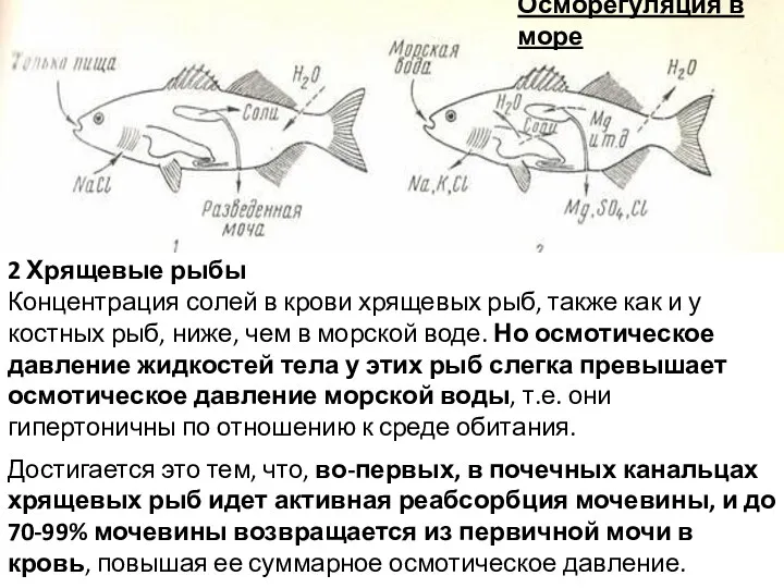 Осморегуляция в море 2 Хрящевые рыбы Концентрация солей в крови
