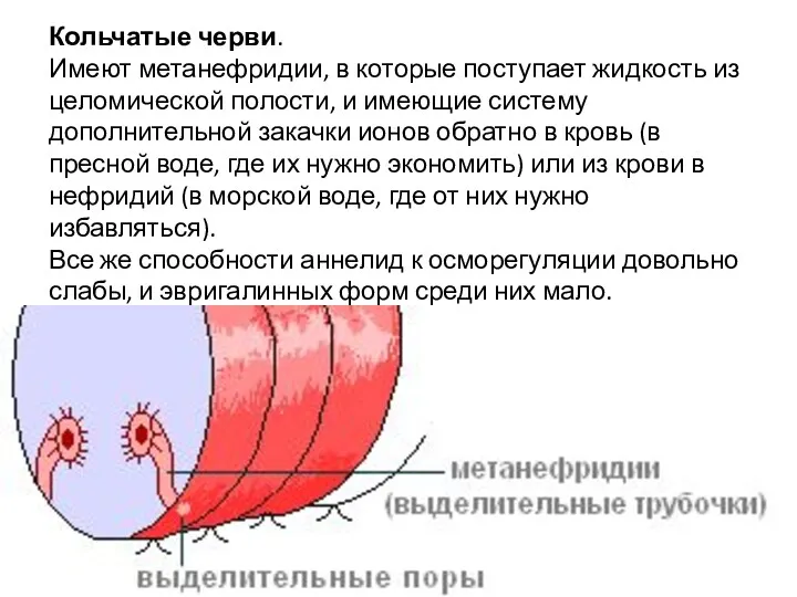 Кольчатые черви. Имеют метанефридии, в которые поступает жидкость из целомической