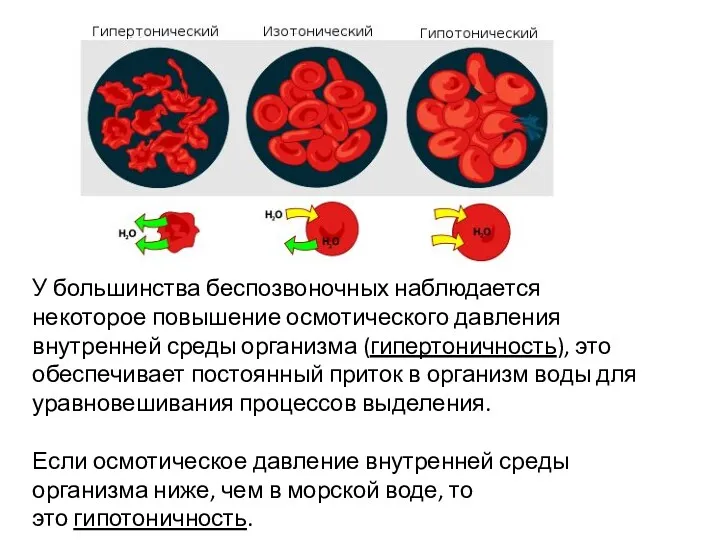 У большинства беспозвоночных наблюдается некоторое повышение осмотического давления внутренней среды