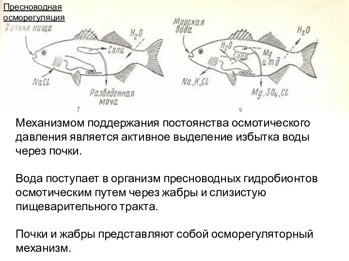 Механизмом поддержания постоянства осмотического давления является активное выделение избытка воды