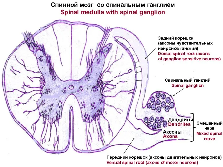 Спинной мозг со спинальным ганглием Spinal medulla with spinal ganglion