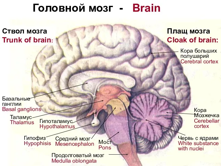 Головной мозг - Brain Ствол мозга Trunk of brain: Таламус