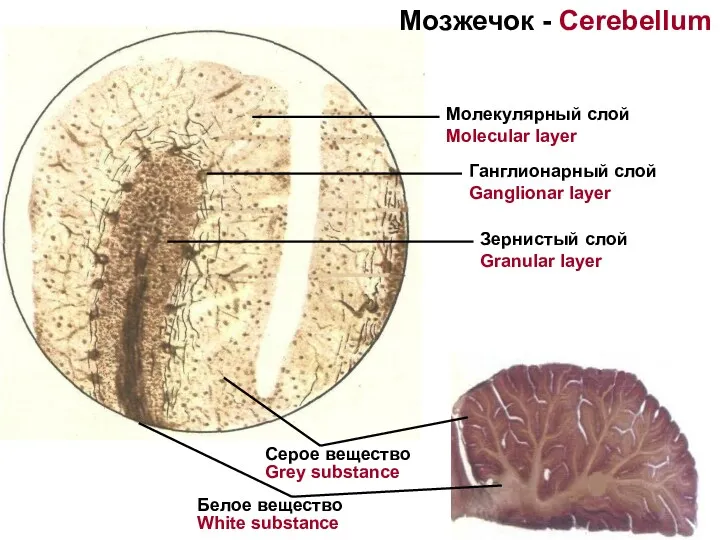 Серое вещество Grey substance Белое вещество White substance Молекулярный слой