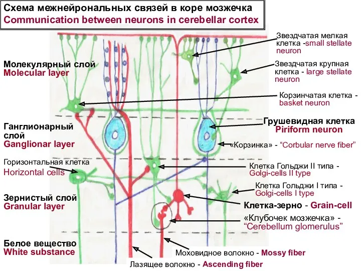 Молекулярный слой Molecular layer Ганглионарный слой Ganglionar layer Зернистый слой