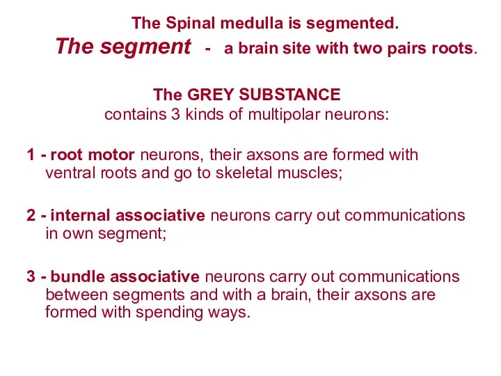 The GREY SUBSTANCE contains 3 kinds of multipolar neurons: 1