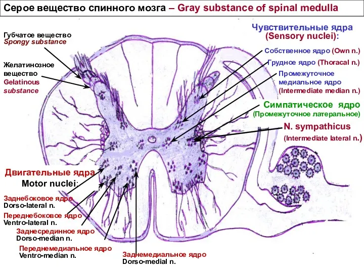 Серое вещество спинного мозга – Gray substance of spinal medulla