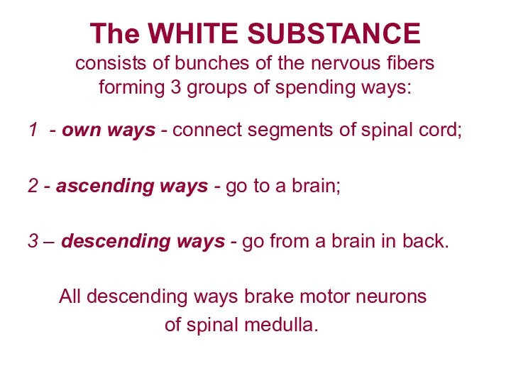 The WHITE SUBSTANCE consists of bunches of the nervous fibers