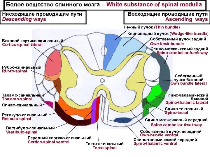 Белое вещество спинного мозга – White substance of spinal medulla