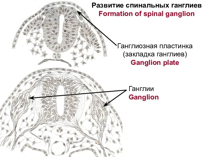 Ганглиозная пластинка (закладка ганглиев) Ganglion plate Ганглии Ganglion Развитие спинальных ганглиев Formation of spinal ganglion