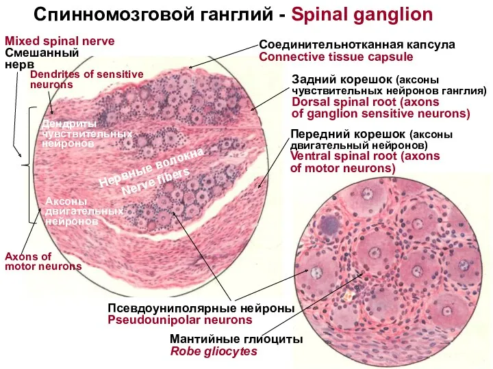 Задний корешок (аксоны чувствительных нейронов ганглия) Dorsal spinal root (axons