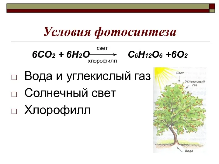 Условия фотосинтеза Вода и углекислый газ Солнечный свет Хлорофилл