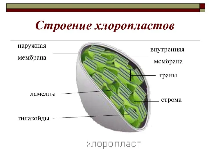 Строение хлоропластов