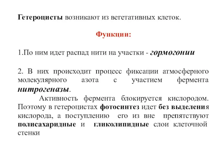 Гетероцисты возникают из вегетативных клеток. Функции: 1.По ним идет распад