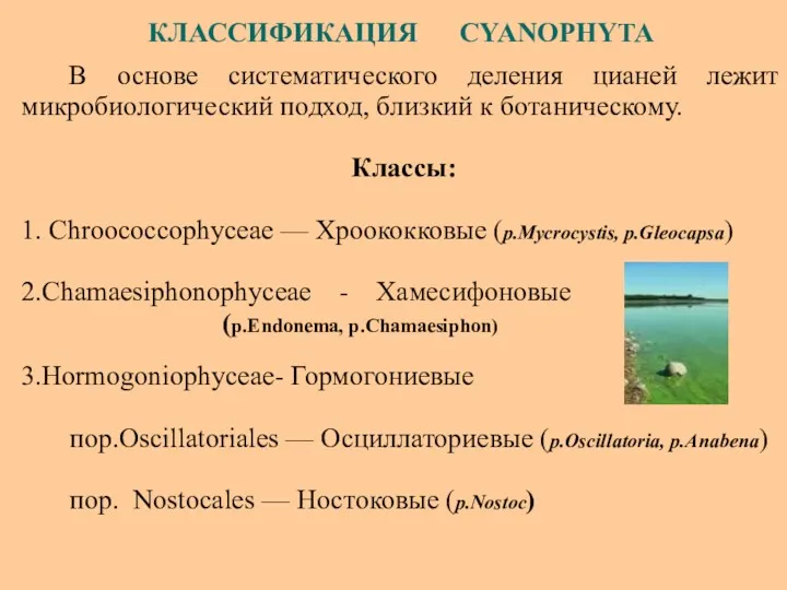 В основе систематического деления цианей лежит микробиологический подход, близкий к