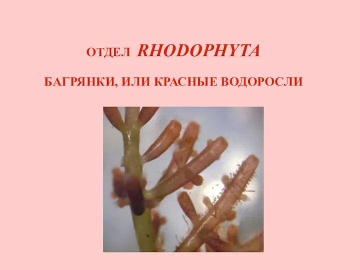 ОТДЕЛ RHODOPHYTA БАГРЯНКИ, ИЛИ КРАСНЫЕ ВОДОРОСЛИ