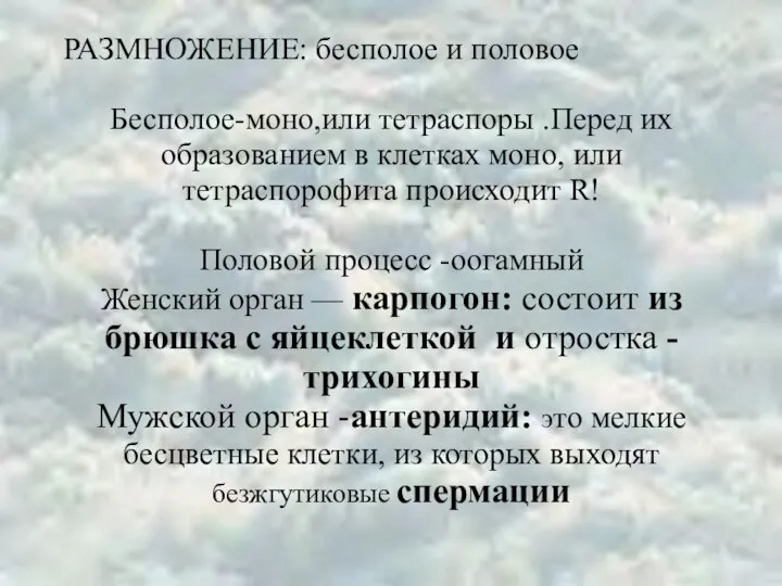 РАЗМНОЖЕНИЕ: бесполое и половое Бесполое-моно,или тетраспоры .Перед их образованием в