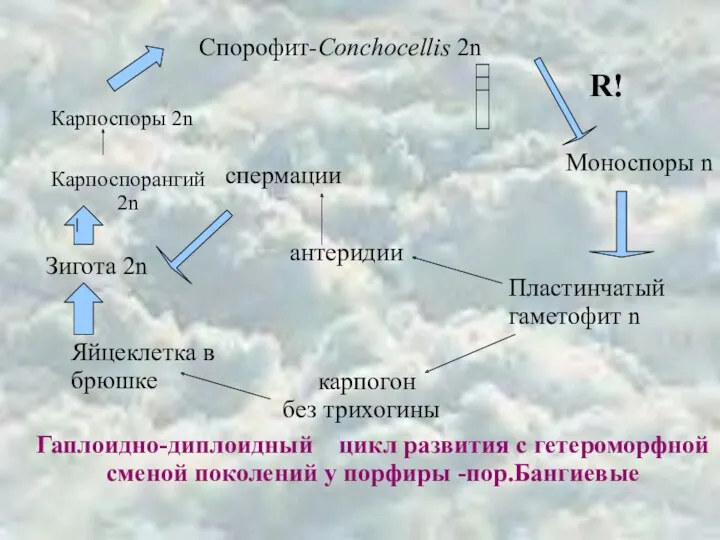 Спорофит-Conchocellis 2n Моноспоры n Пластинчатый гаметофит n карпогон без трихогины