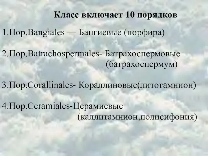 1.Пор.Bangiales — Бангиевые (порфира) 2.Пор.Batrachospermales- Батрахоспермовые (батрахоспермум) 3.Пор.Corallinales- Кораллиновые(литотамнион) 4.Пор.Ceramiales-Церамиевые (каллитамнион,полисифония) Класс включает 10 порядков