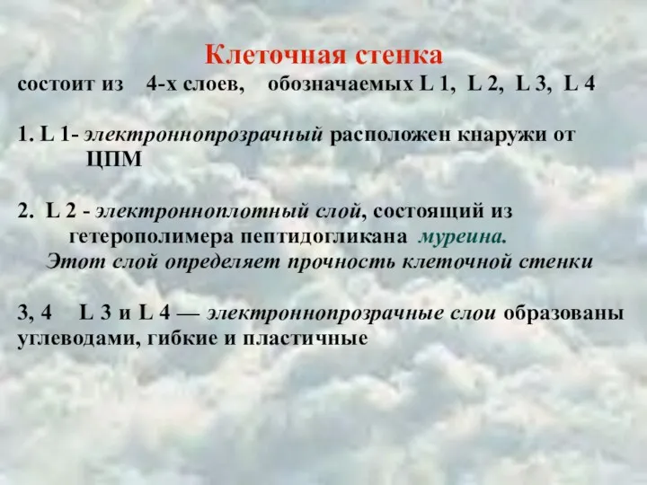 Клеточная стенка состоит из 4-х слоев, обозначаемых L 1, L