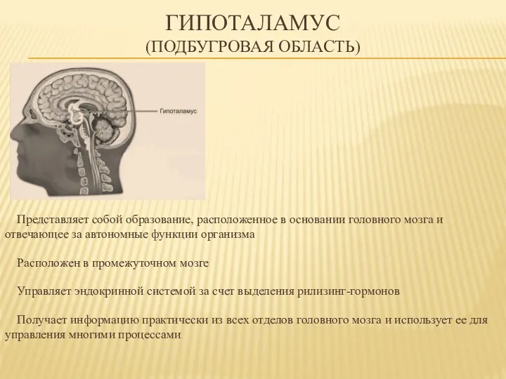 ГИПОТАЛАМУС (ПОДБУГРОВАЯ ОБЛАСТЬ) Представляет собой образование, расположенное в основании головного