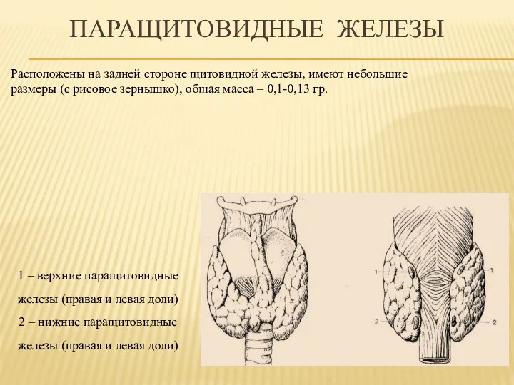 ПАРАЩИТОВИДНЫЕ ЖЕЛЕЗЫ Расположены на задней стороне щитовидной железы, имеют небольшие