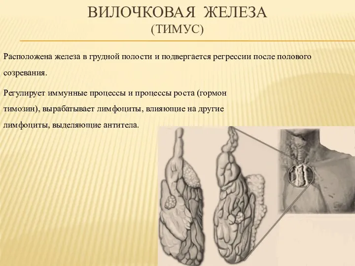 ВИЛОЧКОВАЯ ЖЕЛЕЗА (ТИМУС) Расположена железа в грудной полости и подвергается