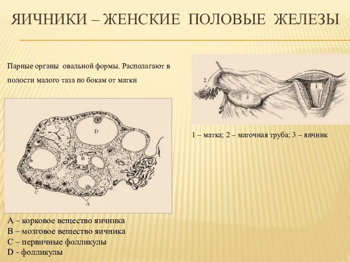 ЯИЧНИКИ – ЖЕНСКИЕ ПОЛОВЫЕ ЖЕЛЕЗЫ 1 – матка; 2 –