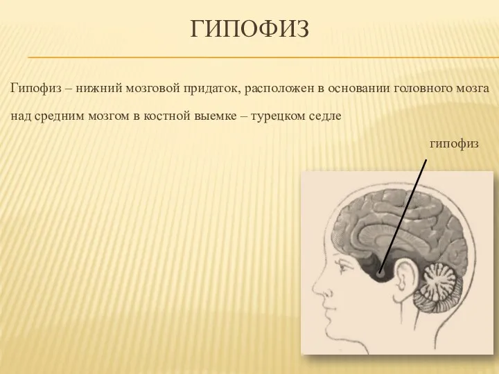 ГИПОФИЗ Гипофиз – нижний мозговой придаток, расположен в основании головного