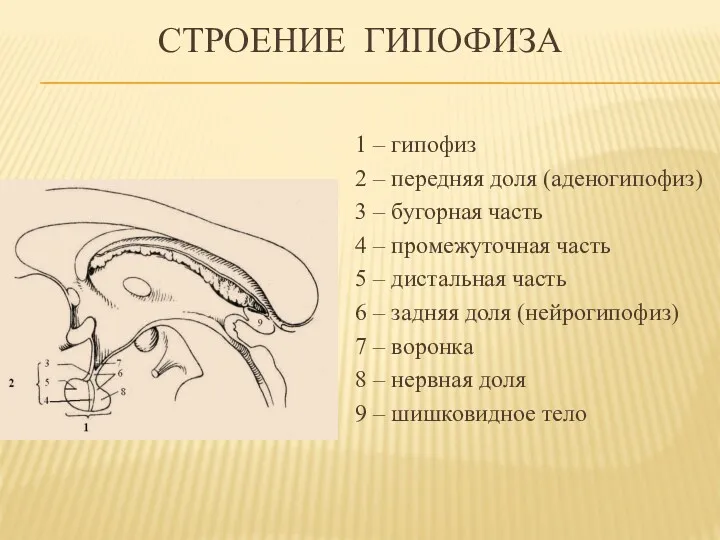 СТРОЕНИЕ ГИПОФИЗА 1 – гипофиз 2 – передняя доля (аденогипофиз)