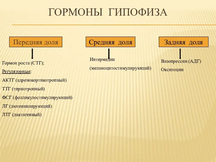 ГОРМОНЫ ГИПОФИЗА Передняя доля Средняя доля Задняя доля Гормон роста