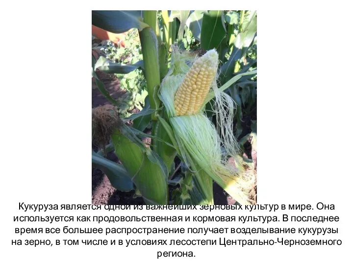 Кукуруза является одной из важнейших зерновых культур в мире. Она используется как продовольственная