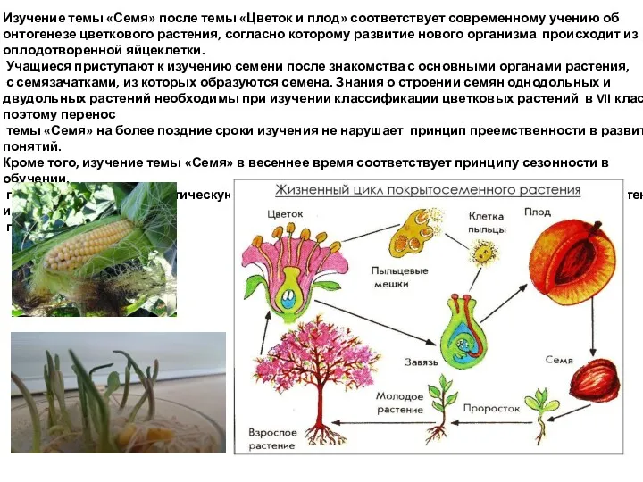 Изучение темы «Семя» после темы «Цветок и плод» соответствует современному учению об онтогенезе
