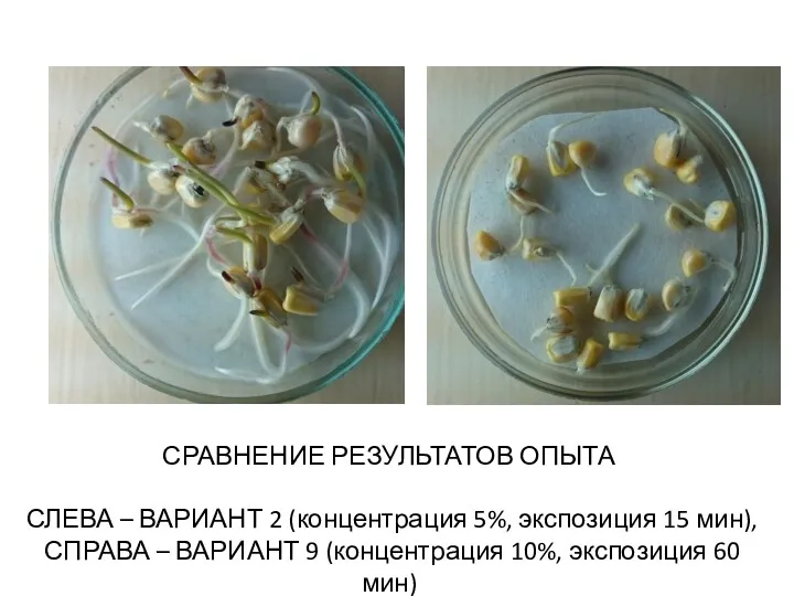 СРАВНЕНИЕ РЕЗУЛЬТАТОВ ОПЫТА СЛЕВА – ВАРИАНТ 2 (концентрация 5%, экспозиция 15 мин), СПРАВА