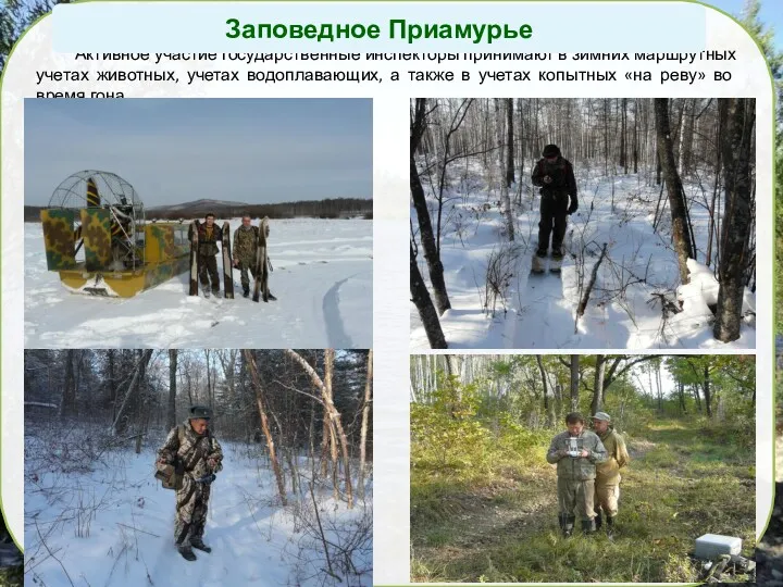 Активное участие государственные инспекторы принимают в зимних маршрутных учетах животных,