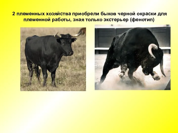 2 племенных хозяйства приобрели быков черной окраски для племенной работы, зная только экстерьер (фенотип)