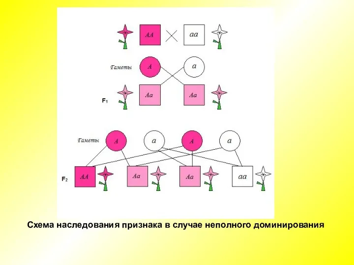 Схема наследования признака в случае неполного доминирования