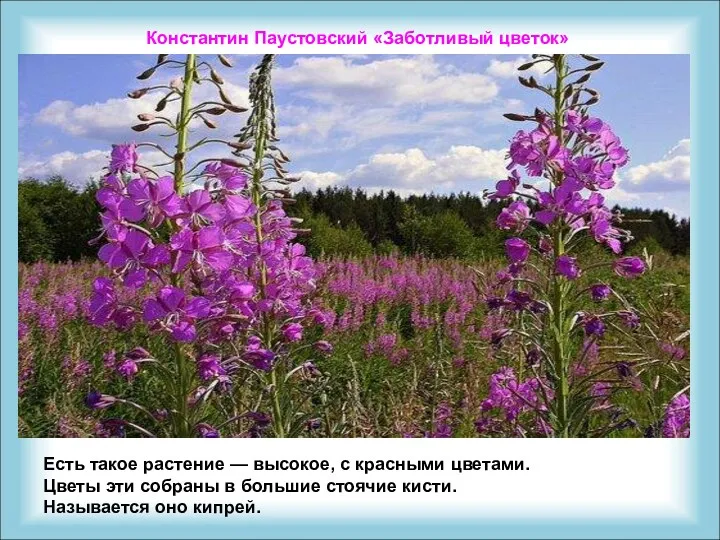 Константин Паустовский «Заботливый цветок» Есть такое растение — высокое, с красными цветами. Цветы