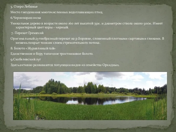 5. Озеро Лебяжье Место гнездования многочисленных водоплавающих птиц. 6.Чернокорая сосна