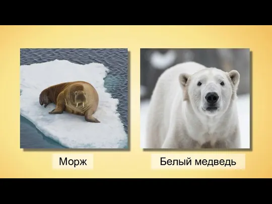 Морж Белый медведь
