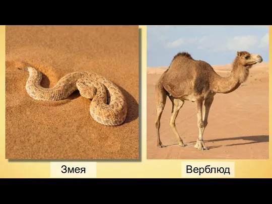 Змея Верблюд